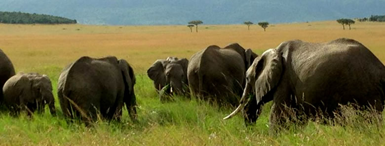 Amboseli Elephants